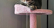 Rhombus Roux joined the competition — help win amazing prizes! cat, tabby_cat, cat_tree, pink, furniture, indoor, pet, animal, fluffy, perched, relaxed, whiskers, ears, toy, ball, string, lamp, wall, cozy, resting