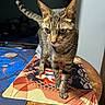 Rhombus Roux is registered to the contest to win money with this photo: cat, tabby, animal, pet, feline, whiskers, tail, mousepad, anime, table, wood, indoor, curious, standing, closeup, domestic, striped, ears, eyes, fur