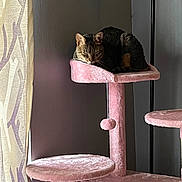 Rhombus Roux joined the competition — help win amazing prizes! cat, tabby_cat, cat_tree, pink, indoor, sleeping, napping, plush, furniture, curtain, lamp, resting, cozy, pet, animal, domestic, soft_light, quiet, relaxing, home