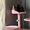 Rhombus Roux joined the competition — help win amazing prizes! animal, cat, cat_tree, cozy, curtain, domestic, furniture, home, indoor, lamp, napping, pet, pink, plush, quiet, relaxing, resting, sleeping, soft_light, tabby_cat