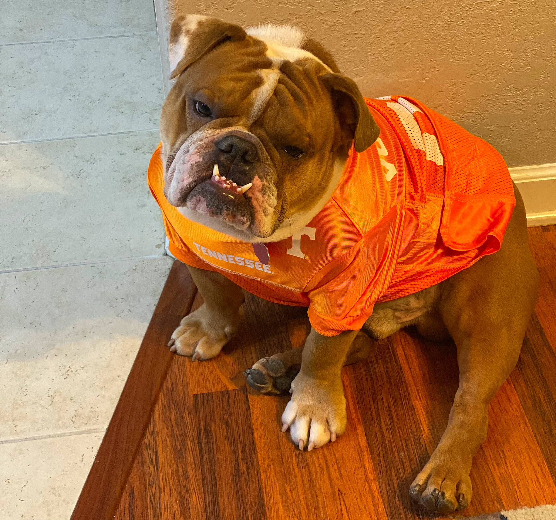 Rowdy is registered to the contest to win money with this photo: bulldog, canidae, carnivore, companion_dog, dog, dog_breed, fawn, floor, flooring, hardwood, shar_pei, snout, sporting_group, terrestrial_animal, toy_dog, varnish, wood, wood_flooring, wood_stain, wrinkle