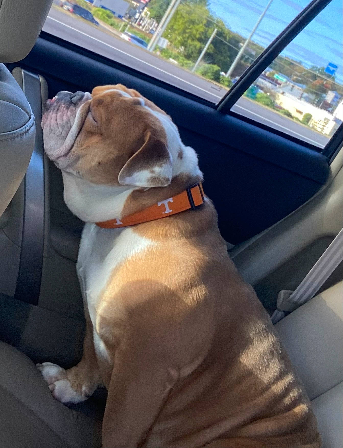 Rowdy is registered to the contest to win money with this photo: auto_part, automotive_exterior, automotive_mirror, car, car_seat, car_seat_cover, carnivore, collar, comfort, companion_dog, dog, dog_breed, dog_collar, fawn, head_restraint, mode_of_transport, motor_vehicle, steering_wheel, vehicle, vehicle_door