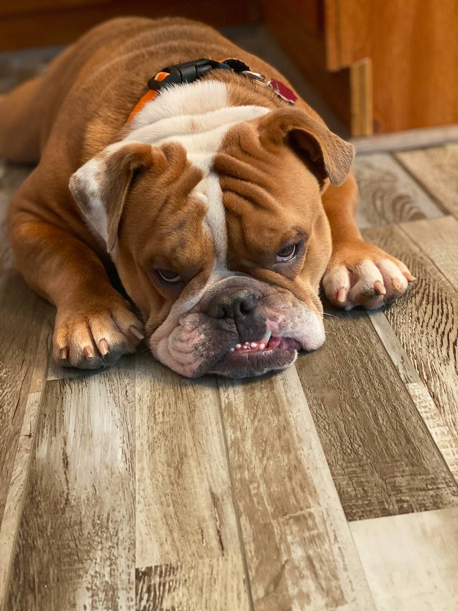 Rowdy is registered to the contest to win money with this photo: bored, bulldog, canidae, carnivore, comfort, companion_dog, dog, dog_breed, fawn, floor, flooring, hardwood, plank, snout, sporting_group, whiskers, window, wood, working_animal, wrinkle