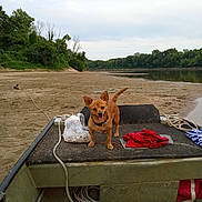 Daisy is registered to the contest to win money with this photo: dog, boat, riverbank, sand, rope, red_cloth, bag, shells, water, trees, forest, sky, clouds, pet, animal, outdoor, nature, tongue_out, tail, happy