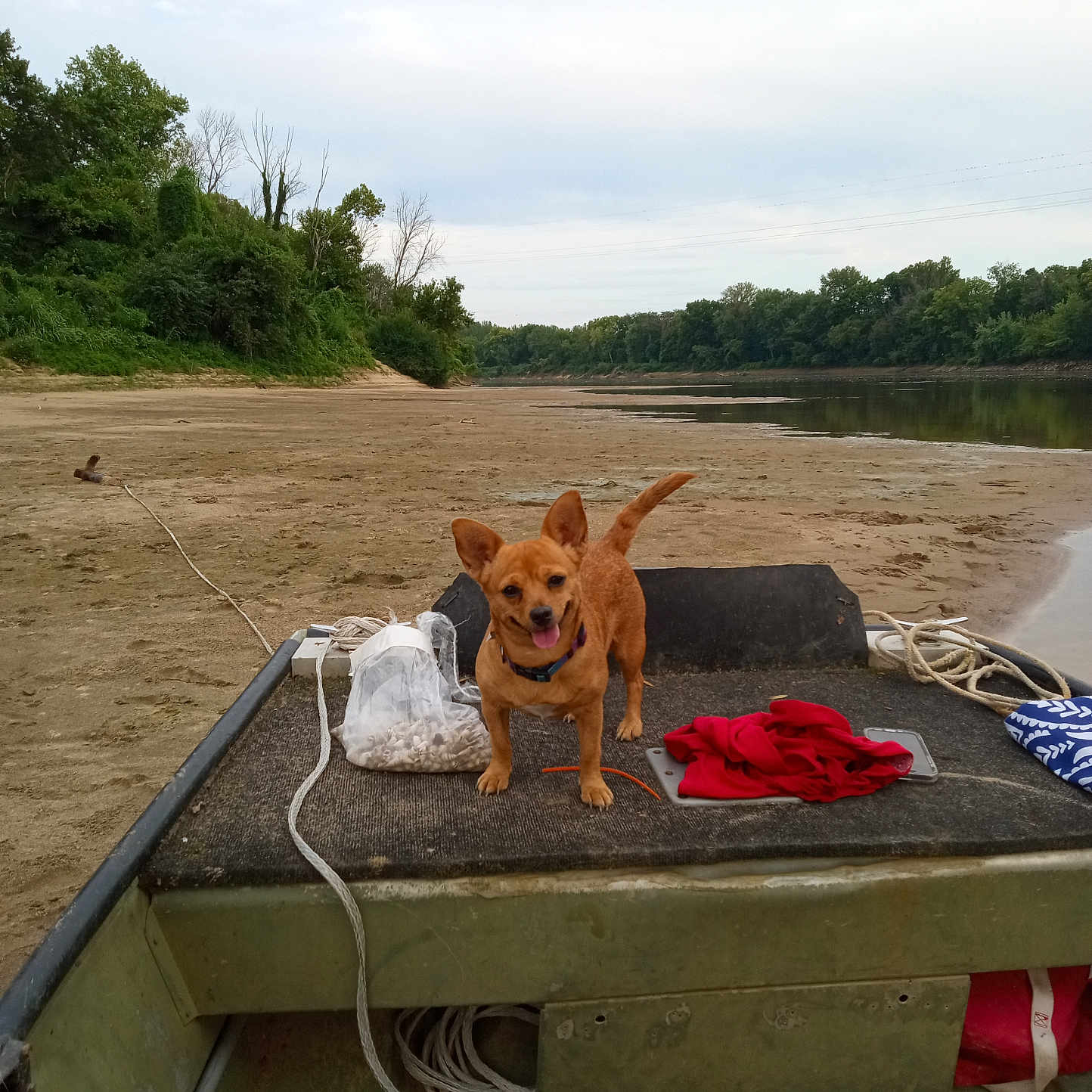Daisy is registered to the contest to win money with this photo: animal, bag, boat, clouds, dog, forest, happy, nature, outdoor, pet, red_cloth, riverbank, rope, sand, shells, sky, tail, tongue_out, trees, water