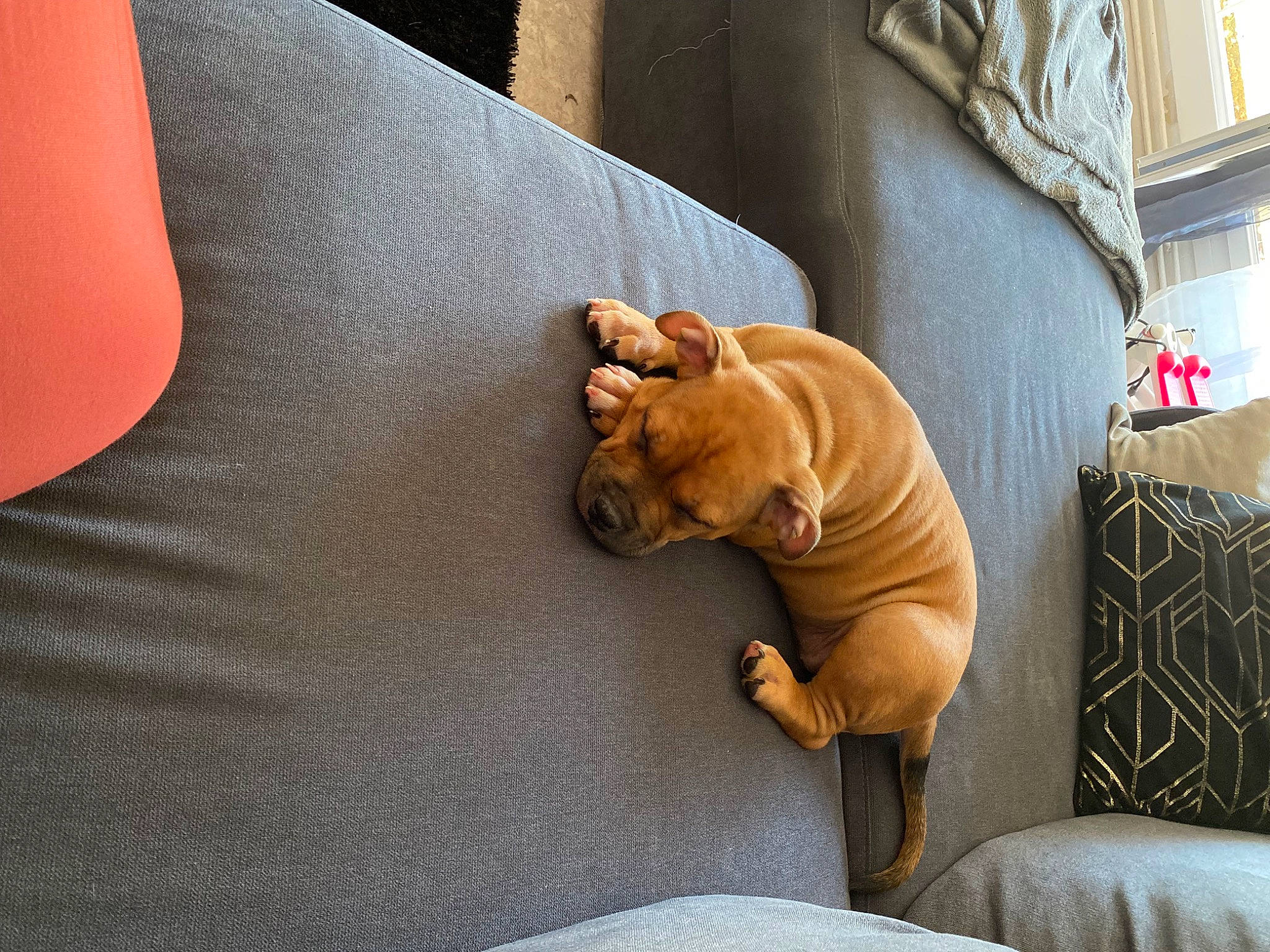 Ice participe au concours pour gagner de l'argent avec cette photo : canidae, carnivore, comfort, companion_dog, couch, dog, dog_breed, fawn, felidae, room, small_to_medium_sized_cats, snout, sporting_group, studio_couch, tail, toy, whiskers, wood, working_animal, wrinkle