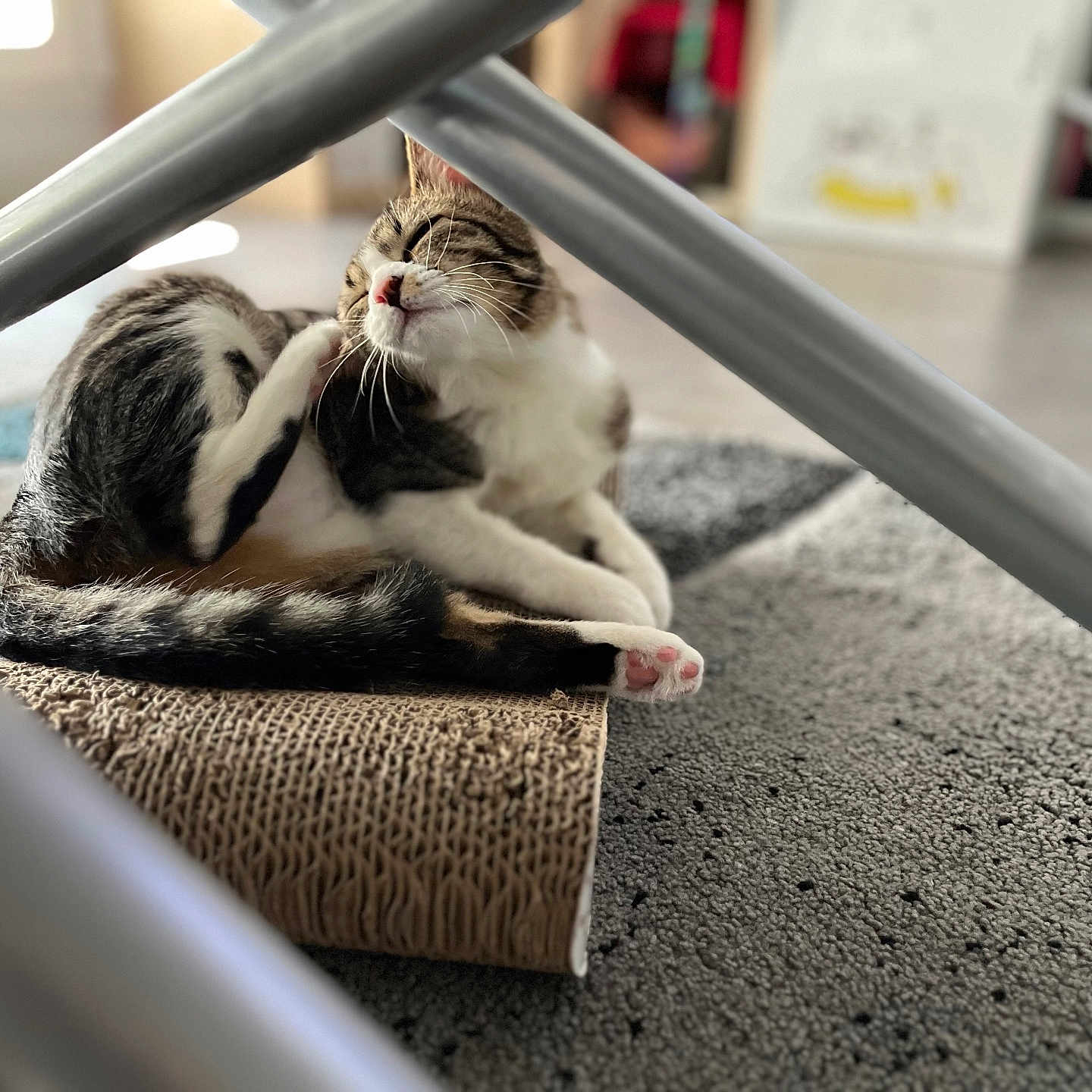 Unix a rejoint le concours — aidez-le/la à gagner de superbes lots ! abyssinian, animal, architecture, basket, building, canine, cat, chair, dog, dogbed, furniture, hardwood, homedecor, indoors, kitten, manx, person, pet, sleeping, wood