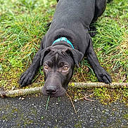 Laska a rejoint le concours — aidez-le/la à gagner de superbes lots ! dog, black_dog, grass, pavement, stick, collar, playful, outdoor, pet, young_dog, curious, lying_down, nature, canine, animal, muzzle, ears, paw, snout, ground