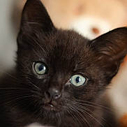 Binx a rejoint le concours — aidez-le/la à gagner de superbes lots ! black_cat, kitten, feline, pet, animal, close_up, portrait, blue_eyes, green_eyes, whiskers, pointed_ears, fur, dark_fur, curious, wide_eyed, indoor, cozy, blanket, shallow_depth_of_field, photography
