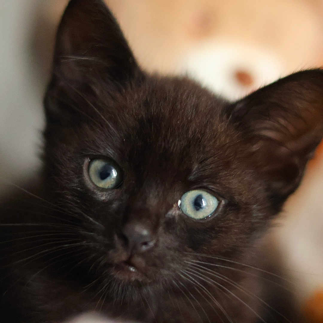 Binx a rejoint le concours — aidez-le/la à gagner de superbes lots ! black_cat, kitten, feline, pet, animal, close_up, portrait, blue_eyes, green_eyes, whiskers, pointed_ears, fur, dark_fur, curious, wide_eyed, indoor, cozy, blanket, shallow_depth_of_field, photography