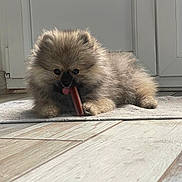 Minouche a rejoint le concours — aidez-le/la à gagner de superbes lots ! puppy, dog, pomeranian, fluffy, chewing, tongue, indoor, rug, floor, cute, pet, animal, small_dog, light, fur, adorable, playful, house, cozy, companion