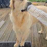 Aristo participe au concours pour gagner de l'argent avec cette photo : dog, golden_retriever, plastic_bottle, wooden_deck, glass_door, trampoline, garden, outdoor, pet, animal, curious, daylight, grass, fence, playful, canine, standing, house, backyard, window