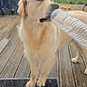 dog, golden_retriever, plastic_bottle, wooden_deck, glass_door, trampoline, garden, outdoor, pet, animal, curious, daylight, grass, fence, playful, canine, standing, house, backyard, window