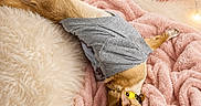 Daisy joined the competition — help win amazing prizes! dog, small_dog, gray_shirt, pink_blanket, fluffy_blanket, heart_pillow, fairy_lights, cozy, cute, relaxed, indoor, pet, animal, sleepy, resting, collar, furry, warm_lighting, comfortable, home