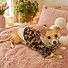 Daisy joined the competition — help win amazing prizes! dog, small_dog, leopard_print, clothing, pink_blanket, pink_pillow, flower_pillow, vase, pink_tulips, window, fairy_lights, candle, plant, indoor, cozy, cute, pet, resting, animal, home_decor