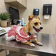 Daisy joined the competition — help win amazing prizes! alert, animal, clothing, collar, computer, dog, door, dress, exam_table, fur, happy, indoor, paper_towel_dispenser, pet, phone, plant, small_dog, smile, tongue, vet_office