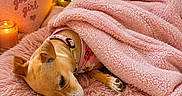 Daisy is registered to the contest to win money with this photo: animal, bed, blanket, candle, collar, cozy, cute, dog, fairy_lights, flower_bouquet, fur, heart_pillow, indoor, pet, pink, relaxation, resting, sleeping, soft_texture, tulips