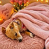 Daisy is registered to the contest to win money with this photo: dog, blanket, pink, candle, heart_pillow, flower_bouquet, tulips, fairy_lights, cozy, sleeping, pet, soft_texture, bed, indoor, resting, cute, animal, fur, collar, relaxation
