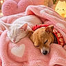 Daisy is registered to the contest to win money with this photo: animal, bedroom, blanket, cat, companion, cozy, cute, dog, furry, heart_pattern, indoor, pet, pillows, pink, relaxation, resting, sleeping, snuggling, soft_texture, warm_lighting