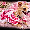 dog, small_dog, dress, houndstooth_pattern, pink, fluffy_blanket, plush_toy, heart_pattern, collar, name_tag, roses, flowers, indoor, cute, pet, animal, lying_down, soft_texture, decor, smiling
