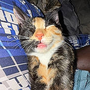 Lola is registered to the contest to win money with this photo: cat, calico_cat, tabby_cat, animal, pet, feline, closeup, snuggling, fabric, blue, pattern, tongue_out, whiskers, ears, cute, domestic_cat, resting, indoor, sleepy, companion