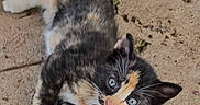 Lola is registered to the contest to win money with this photo: animal, blue_eyes, calico, cat, concrete, curious, cute, domestic_animal, feline, fur, kitten, laying, looking_up, outdoor, paw, pet, playful, small, whiskers, young