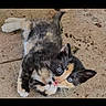 Lola is registered to the contest to win money with this photo: kitten, cat, calico, playful, outdoor, concrete, young, pet, animal, feline, small, cute, fur, blue_eyes, whiskers, paw, laying, looking_up, curious, domestic_animal