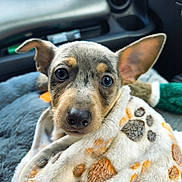 Lucky joined the competition — help win amazing prizes! puppy, dog, blanket, paw_print, car_interior, close_up, cute, fur, ears, eyes, snout, cozy, pet, animal, domestic_animal, comfort, soft_texture, indoor, portrait, young