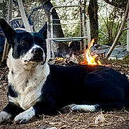 Aint She joined the competition — help win amazing prizes! dog, black_and_white, lying_down, fire, outdoor, trees, dirt, nature, rustic, calm, animal, pet, relaxing, wood, campfire, daylight, forest, fence, metal_chair, leaves