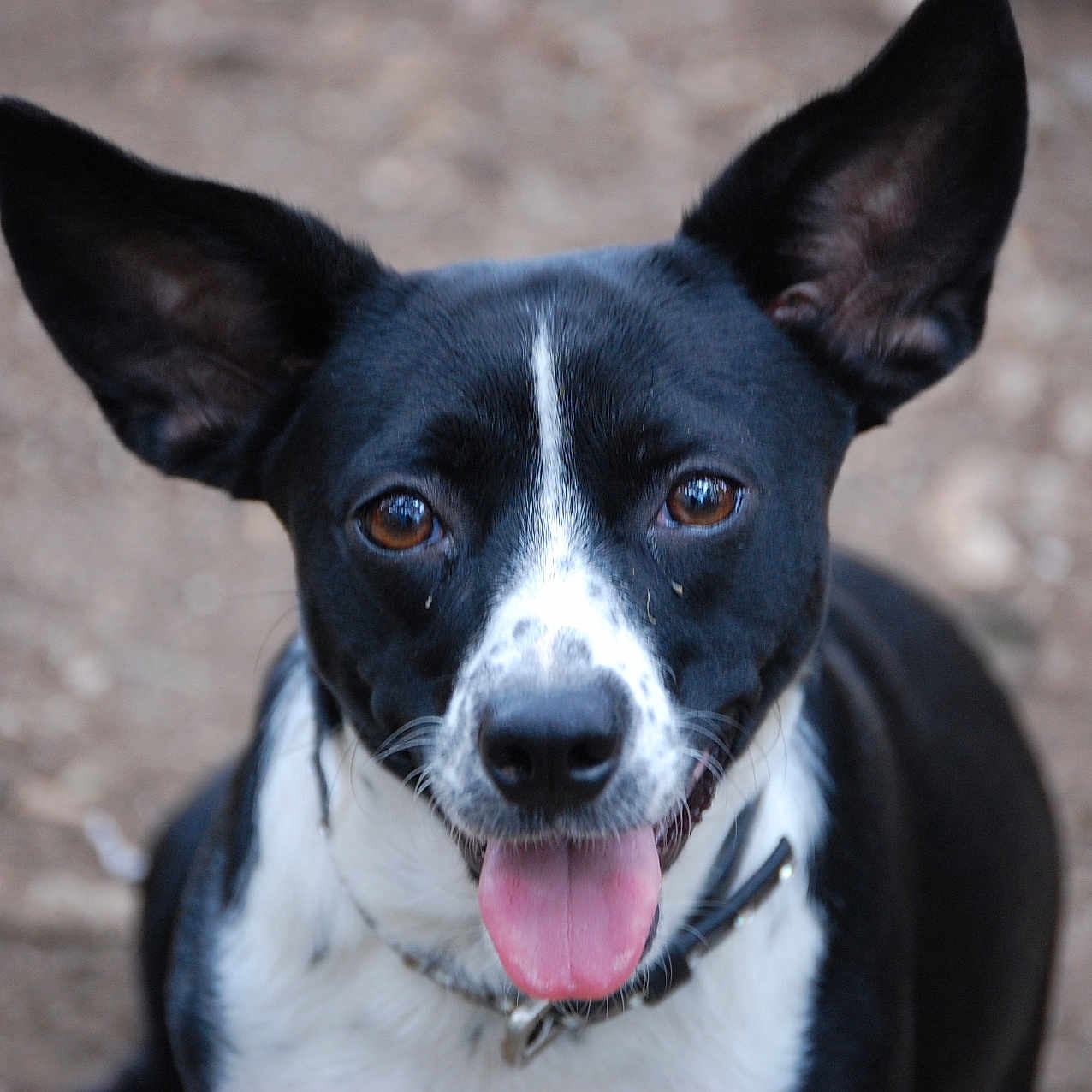 Lady Bug joined the competition — help win amazing prizes! animal, black_and_white, brown_eyes, canine, close_up, collar, cute, dog, domestic_animal, ears, friendly, fur, happy, looking_at_camera, muzzle, nature, outdoor, pet, portrait, tongue_out
