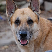 Fang is registered to the contest to win money with this photo: dog, german_shepherd, canine, pet, animal, outdoor, friendly, tongue_out, fur, ears, face, muzzle, brown, black, nose, eyes, portrait, nature, blurred_background, happy