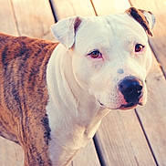 Bam Bam is registered to the contest to win money with this photo: dog, close_up, brindle, white, face, ears, wooden_deck, outdoor, pet, canine, fur, animal, looking, curious, portrait, daylight, brown, friendly, standing, snout