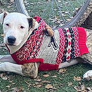 Bam Bam is registered to the contest to win money with this photo: animal, bicycle_wheel, brown, canine, cozy, cute, dog, fall_leaves, grass, lying_down, nature, outdoor, patterned_clothing, pet, relaxed, resting, sweater, white, winter_wear, wood_log