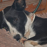 Collie joined the competition — help win amazing prizes! dog, black_and_white, lying_down, fluffy_rug, close_up, sleepy, pet, collar, indoors, wooden_wall, fur, paw, resting, cute, animal, canine, domestic, relaxed, snout, ear