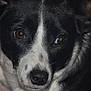 Collie is registered to the contest to win money with this photo: dog, black_and_white, close_up, pet, animal, fur, face, eyes, portrait, canine, domestic_animal, whiskers, nose, indoor, looking_at_camera, muzzle, ears, expression, adorable, companion