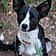 Collie