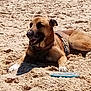Ezio a rejoint le concours — aidez-le/la à gagner de superbes lots ! dog, sand, beach, frisbee, sunlight, outdoor, canine, pet, happy, relaxed, animal, summer, play, collar, brown_dog, paw, lying_down, sandy, daytime, nature