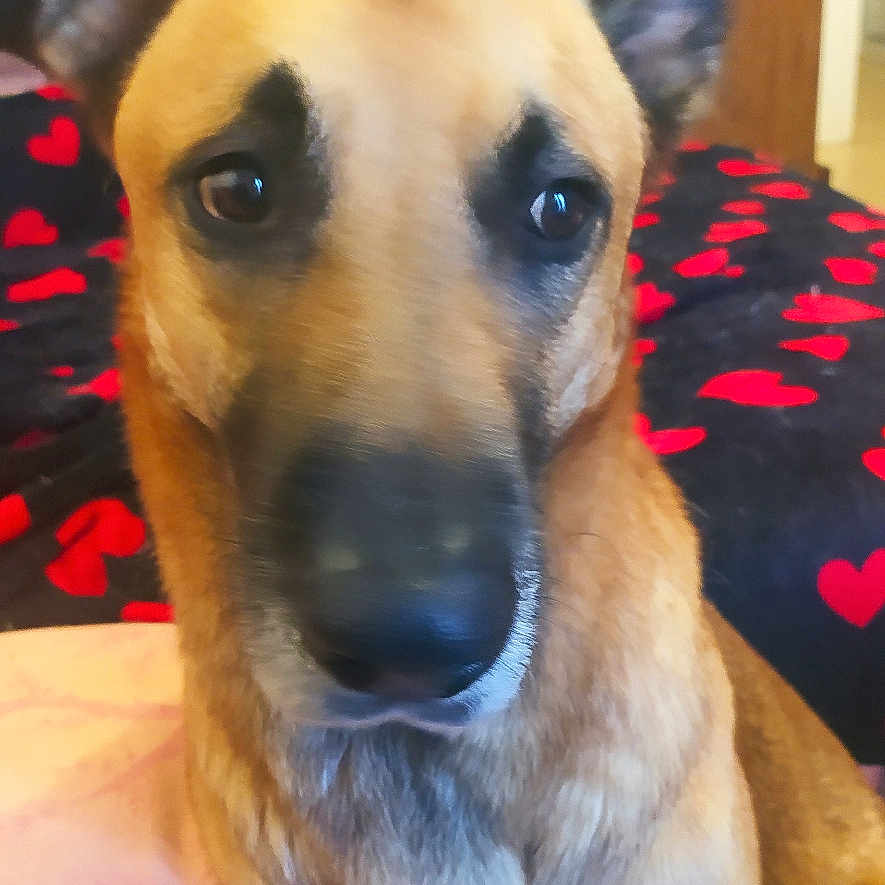 Ezio participe au concours pour gagner de l'argent avec cette photo : animal, black_nose, blanket, brown_fur, canine, closeup, couch, cozy, cute, dog, domestic_dog, ears, face, furniture, heart_pattern, home, indoor, looking, pet, sitting