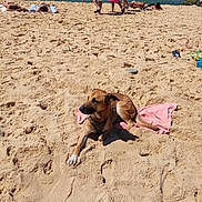 Ezio participe au concours pour gagner de l'argent avec cette photo : dog, beach, sand, towel, ocean, waves, sky, people, sunbathing, walking, summer, relaxation, vacation, outdoor, sunlight, shoreline, footprints, casual_clothing, nature, daytime