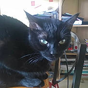 Lolita participe au concours pour gagner de l'argent avec cette photo : black_cat, cat, indoor, table, wood, furniture, plant, bookshelf, green_eyes, curious, pet, domestic_cat, whiskers, ear, chair, cushion, living_room, houseplant, sitting, close_up