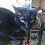 black_cat, cat, indoor, table, wood, furniture, plant, bookshelf, green_eyes, curious, pet, domestic_cat, whiskers, ear, chair, cushion, living_room, houseplant, sitting, close_up