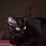black_cat, cat, indoor, animal, pet, feline, yellow_eyes, blurred, close_up, dark, lamp, fur, whiskers, looking, side_view, domestic_cat, mammal, night, shadow, bedspread