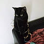 black_cat, cat, furniture, couch, blanket, toy, indoor, pet, animal, wall, decor, tinsel, playful, domestic_cat, feline, sitting, curious, household, cozy, resting