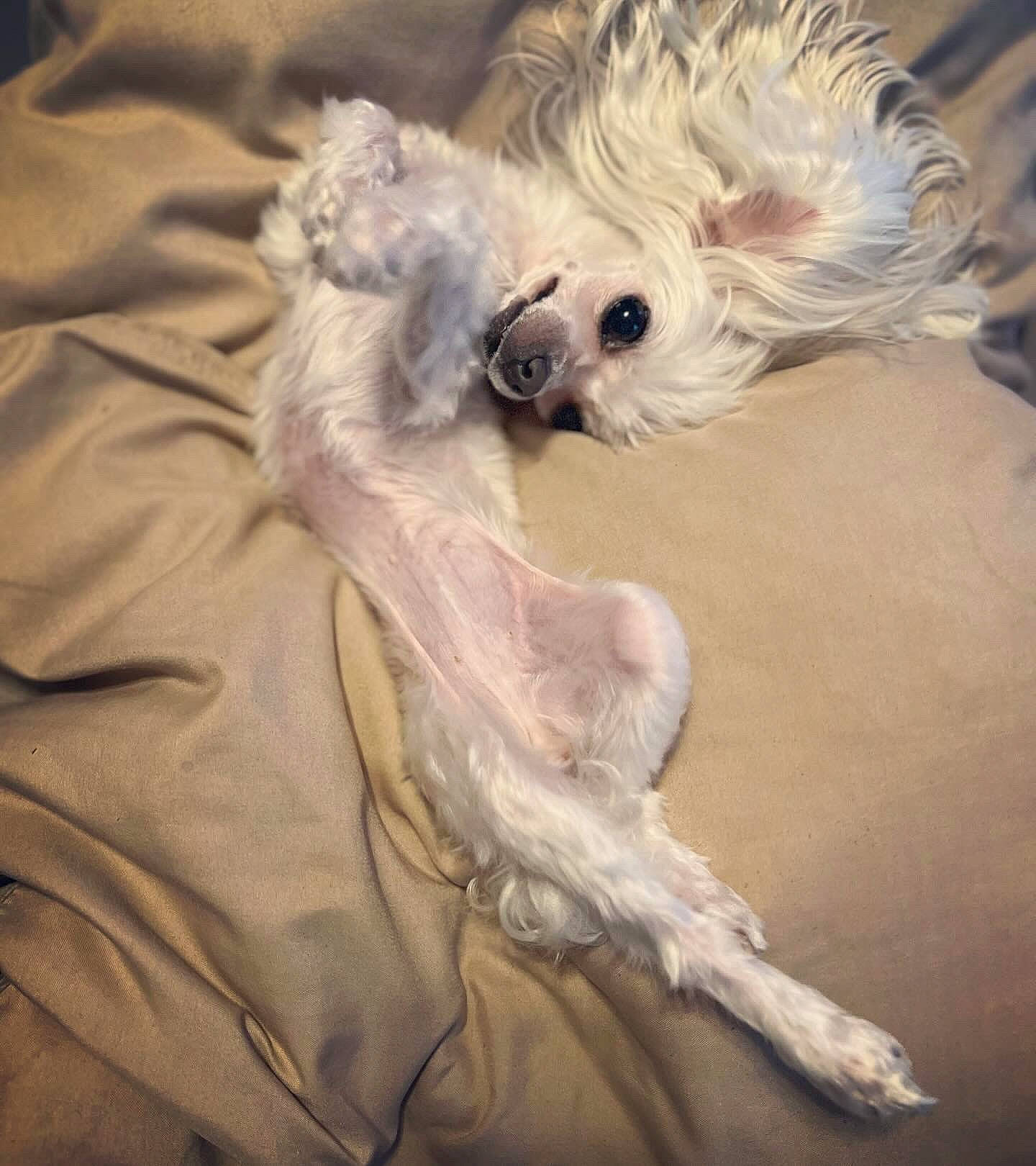 Sandy is registered to the contest to win money with this photo: canidae, carnivore, companion_dog, dog, dog_breed, fawn, felidae, fur, maltepoo, paw, puppy_love, small_terrier, snout, sporting_group, tail, terrier, toy_dog, whiskers, working_animal, yorkipoo