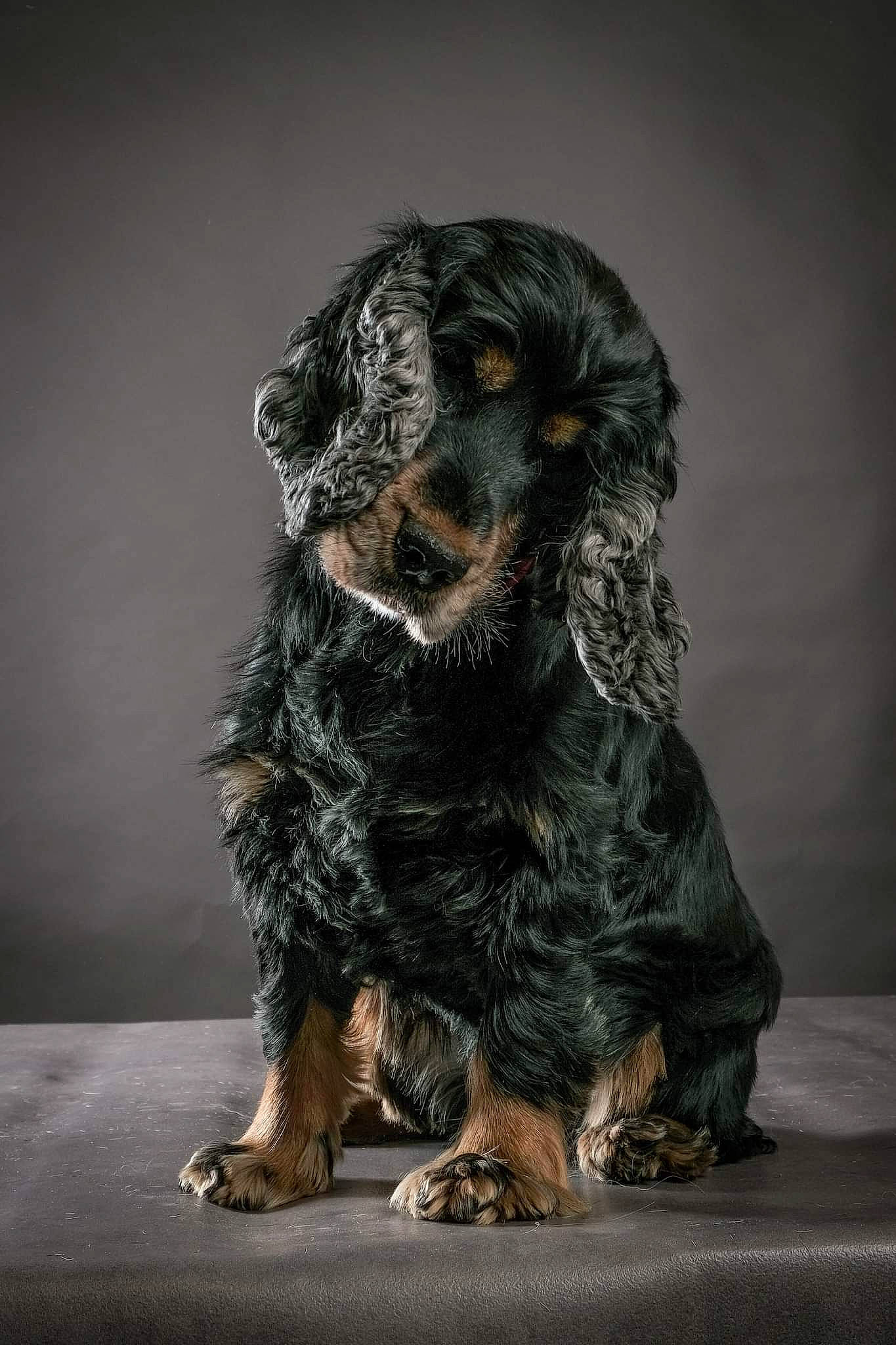 Choupette participe au concours pour gagner de l'argent avec cette photo : art, canidae, carnivore, companion_dog, darkness, dog, dog_breed, fur, liver, puppy, spaniel, sporting_group, tail, terrestrial_animal, wood, working_animal, working_dog