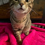 Clementine joined the competition — help win amazing prizes! cat, tabby, pet, animal, feline, whiskers, curious, wide_eyes, pink_blanket, indoor, cute, striped_fur, sitting, close_up, soft_texture, cozy, domestic_animal, fur, nose, ears