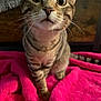 cat, tabby, pet, animal, feline, whiskers, curious, wide_eyes, pink_blanket, indoor, cute, striped_fur, sitting, close_up, soft_texture, cozy, domestic_animal, fur, nose, ears