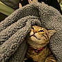 Clementine is registered to the contest to win money with this photo: cat, tabby_cat, blanket, pajamas, owl_pattern, red_collar, indoor, cozy, pet, animal, fur, cute, relaxed, resting, snuggled, soft_texture, looking_up, whiskers, paw, bedroom