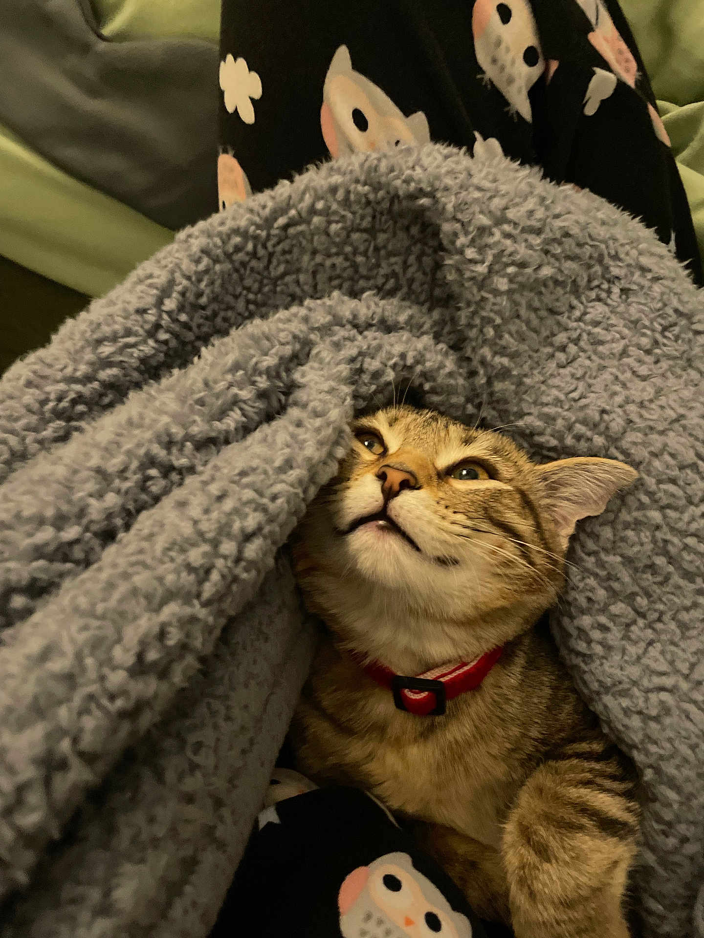 Clementine is registered to the contest to win money with this photo: cat, tabby_cat, blanket, pajamas, owl_pattern, red_collar, indoor, cozy, pet, animal, fur, cute, relaxed, resting, snuggled, soft_texture, looking_up, whiskers, paw, bedroom