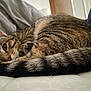 Clementine is registered to the contest to win money with this photo: cat, tabby_cat, sleeping, curled_up, tail, fur, soft_lighting, bed, mattress, indoor, close_up, pet, animal, cozy, resting, whiskers, ears, striped, relaxed, feline